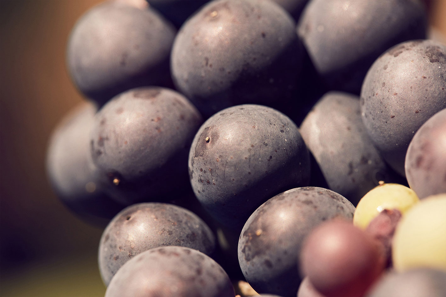 Wein vom Weingut Frauenkopf. Sein Terroir und die Menschen, die ihn kreieren.